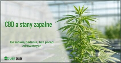 Baner z zielonym tytułem i logo Justbob; po prawej: młoda roślina konopi w jasnej szklarni, rozmyte rzędy sadzonek w tle