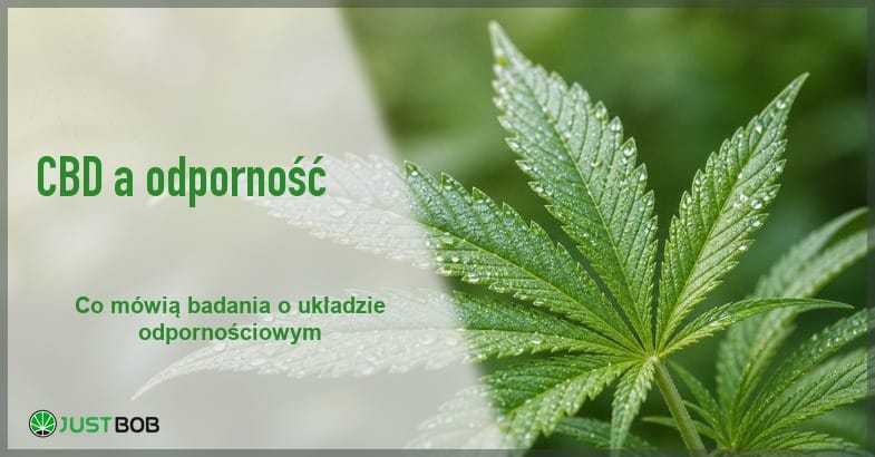 Baner z zielonym tytułem i logo Justbob; po prawej: zbliżenie zielonego liścia konopi z kroplami wody, miękkie rozmyte zielone tło