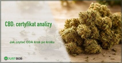Baner z zielonym tytułem i logo Justbob; po prawej: zbliżenie suszonych kwiatostanów konopi leżących na jasnym drewnianym blacie
