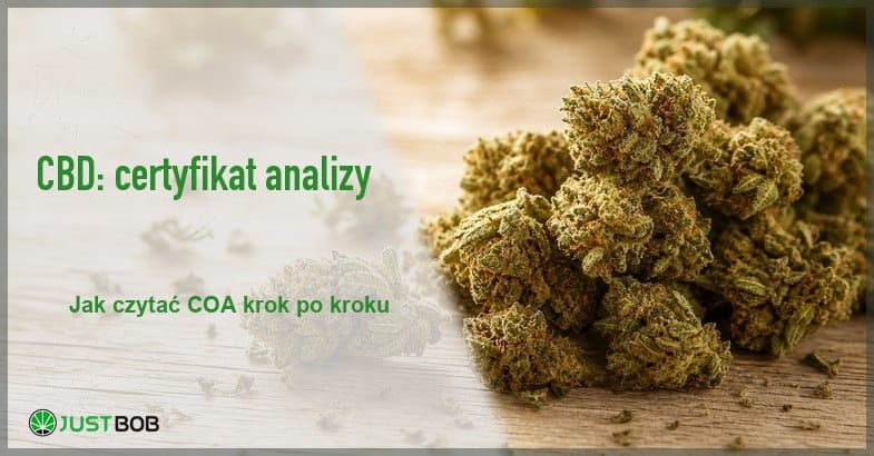 Baner z zielonym tytułem i logo Justbob; po prawej: zbliżenie suszonych kwiatostanów konopi leżących na jasnym drewnianym blacie