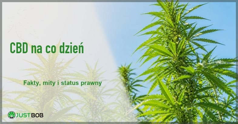 konopie-niebo-slonce-ujecie-w-gore Baner z zielonym tytułem i logo Justbob; po prawej: wysokie rośliny konopi widziane od dołu na tle czystego błękitnego nieba