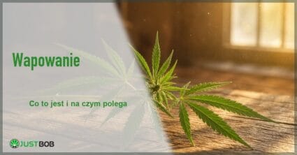 Baner artykułu z zielonym tytułem i logo Justbob; zdjęcie po prawej: zielony liść konopi na drewnianym stole w ciepłym świetle słońca wpadającym
