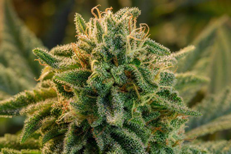 Zbliżenie kwiatostanu konopi z widocznymi trichomami w ciepłym naturalnym świetle, źródło kannabinoidów