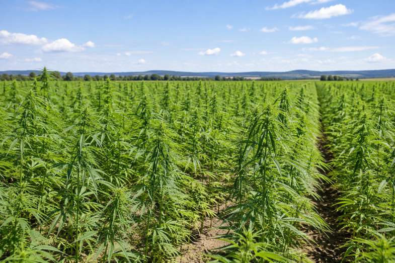 cbd-bez-thc-pole-konopi-wloknistych-uprawa Pole konopi włóknistych w dziennym świetle z rzędami zielonych roślin pod jasnym niebem