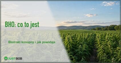 Baner artykułu o tym, czym jest BHO, na tle zielonego pola konopi w świetle dziennym