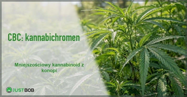cbc-co-to-baner-rosliny-konopi Baner artykułu o kannabinoidzie CBC na tle zielonych roślin konopi w świetle dziennym