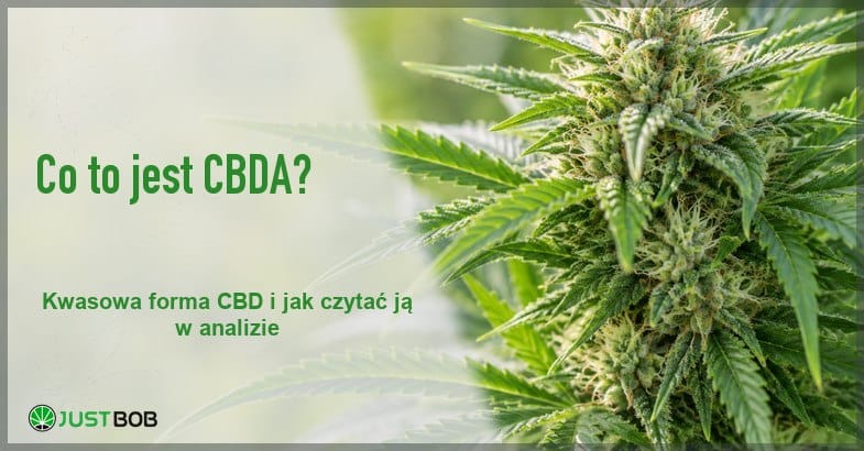 Baner z zielonym tytułem „Co to jest CBDA?” i logo Justbob; w tle zielona roślina konopi z kwiatostanem i liśćmi