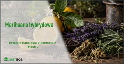 Baner z zielonym tytułem i logo Justbob; po prawej martwa natura: cytryna, gałązki sosny, lawenda, ziarna pieprzu i suszone kwiatostany konopi