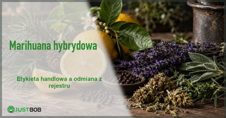 czym-jest-marihuana-hybrydowa-aromaty-baner Baner z zielonym tytułem i logo Justbob; po prawej martwa natura: cytryna, gałązki sosny, lawenda, ziarna pieprzu i suszone kwiatostany konopi