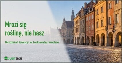 Baner artykułu z zielonym tytułem i logo Justbob; zdjęcie po prawej: rynek polskiego starego miasta w zimny, mglisty poranek