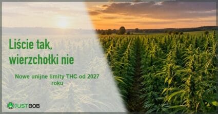 Baner artykułu z zielonym tytułem i logo Justbob; zdjęcie po prawej: pole konopi siewnych o zachodzie słońca