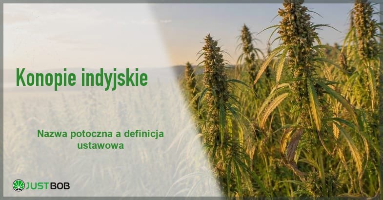 konopie-indyjskie-pole-konopi-baner Baner z zielonym tytułem i logo Justbob; po prawej pole dojrzewających konopi siewnych w świetle zachodzącego słońca