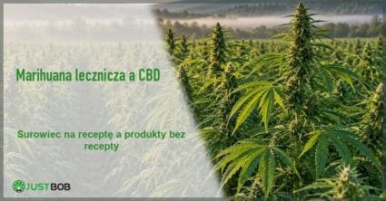 Baner artykułu z zielonym tytułem i logo Justbob; zdjęcie po prawej: pole konopi we mgle z wysokimi kwiatostanami