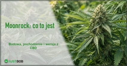 Baner artykułu o tym, czym jest moonrock, na tle zielonych roślin konopi w świetle dziennym