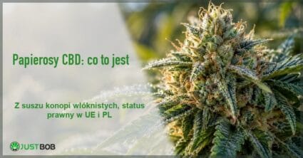 Baner artykułu z zielonym tytułem i logo Justbob, w tle makro kwiatostanu konopi siewnej pokrytego żywicą i kroplami rosy