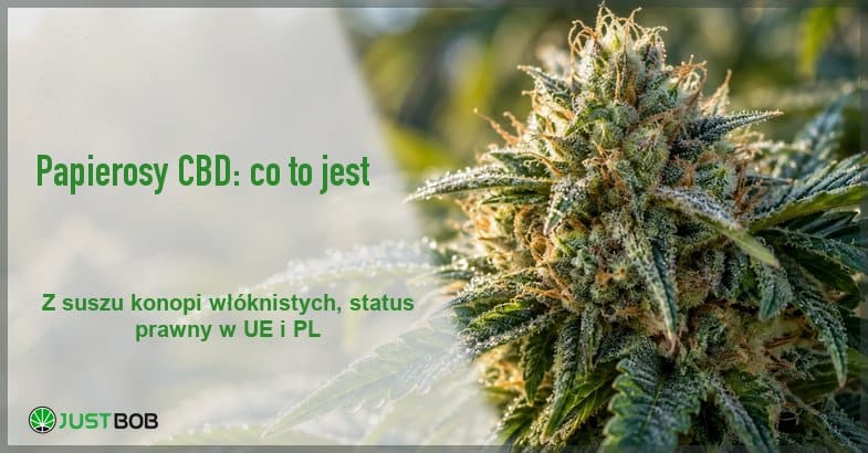 Baner artykułu z zielonym tytułem i logo Justbob, w tle makro kwiatostanu konopi siewnej pokrytego żywicą i kroplami rosy