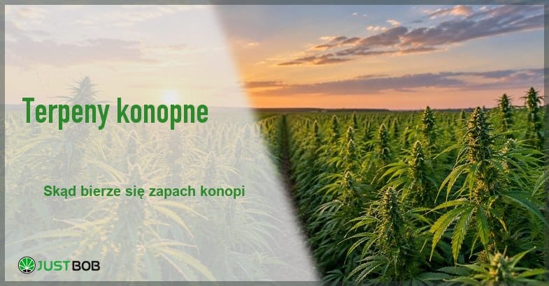 Baner z zielonym tytułem i logo Justbob; po prawej pole konopi przemysłowych w złotym świetle