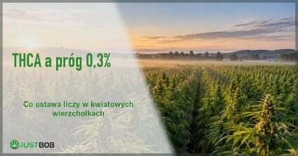 Baner artykułu z zielonym tytułem i logo Justbob; zdjęcie po prawej: pole konopi o wschodzie słońca z pasem mgły nad rzędami