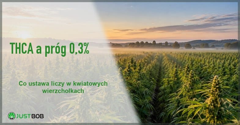 thca-co-to-jest-pole-konopi-o-swicie-baner Baner artykułu z zielonym tytułem i logo Justbob; zdjęcie po prawej: pole konopi o wschodzie słońca z pasem mgły nad rzędami