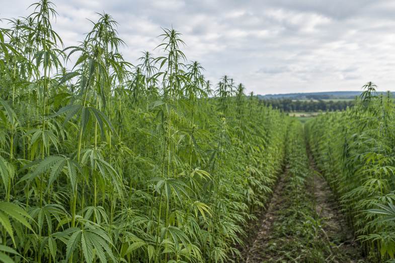 odmiany-konopi-uprawa-wloknista Pole wysokich konopi włóknistych rosnących w rzędach, z gruntową ścieżką pośrodku, na tle pochmurnego nieba i pasa drzew